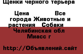 Щенки черного терьера › Цена ­ 35 000 - Все города Животные и растения » Собаки   . Челябинская обл.,Миасс г.